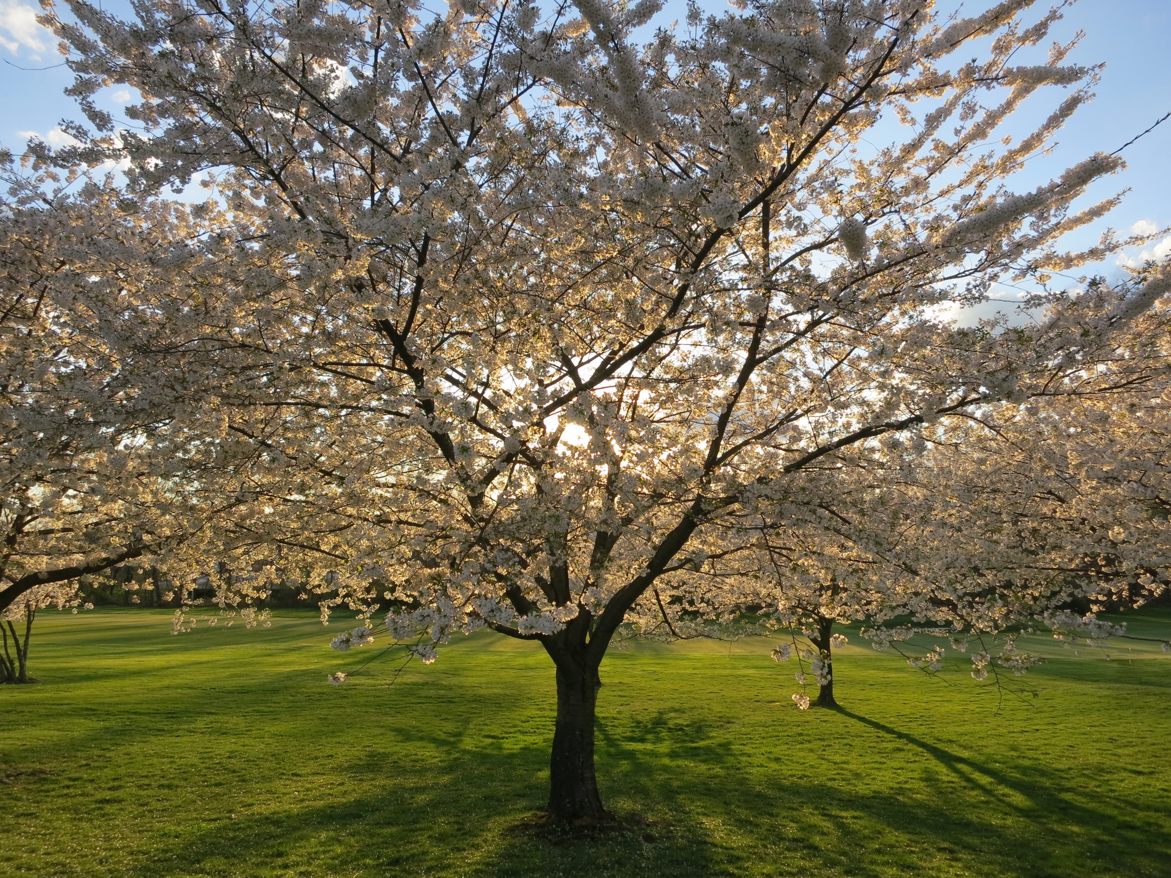 blossoming tree pleasure of parenting, parenthood