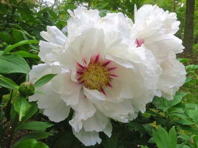 Mother's Day flowers, Mother's Day, peonies