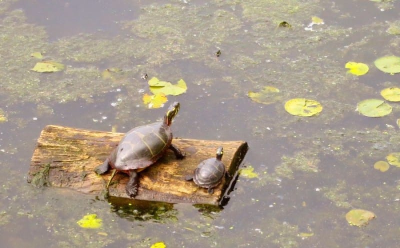 Turtles