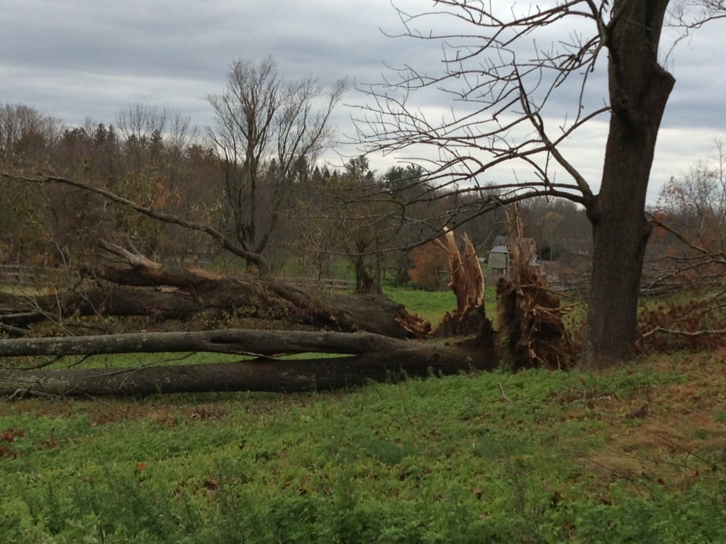 fallen trees, Pollarding, Hurricane Sandy, trees, chain saw