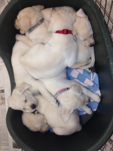 puppies sleeping together litter of puppies, blond labrador puppies asleep, new puppies