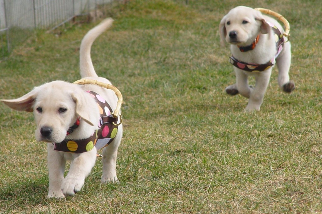 Labrador Puppies Guiding Eyes puppies in training, training puppies to be guide dogs, blond labrador retriever puppies running
