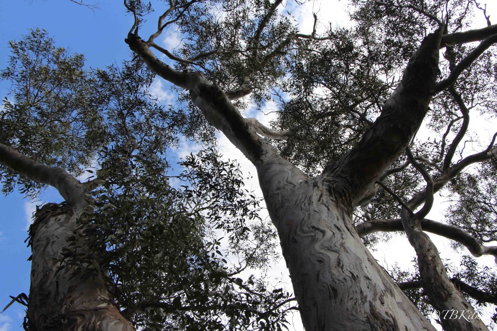 tall trees, treetops, what was I thinking?