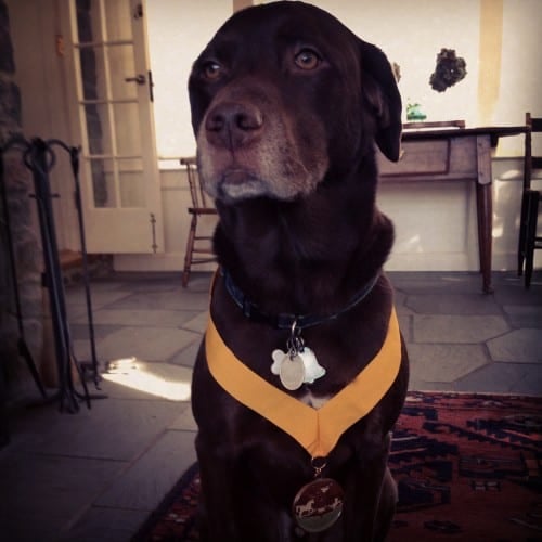 Moose, pet therapy dog