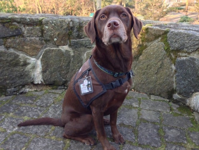 chocolate lab pet therapy dog 
