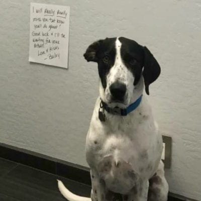10 Pieces of Advice From a Dog to His College Boy