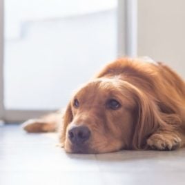 The loss we feel at the death of a family pet is real