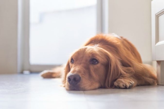 The loss we feel at the death of a family pet is real 