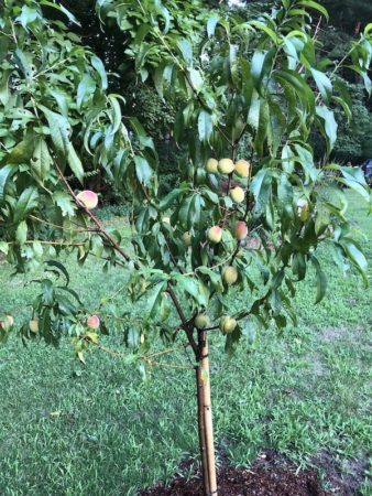 peach tree