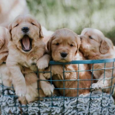 puppies
