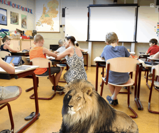 lion in classroom