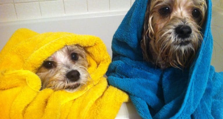 Dogs using mom's towel
